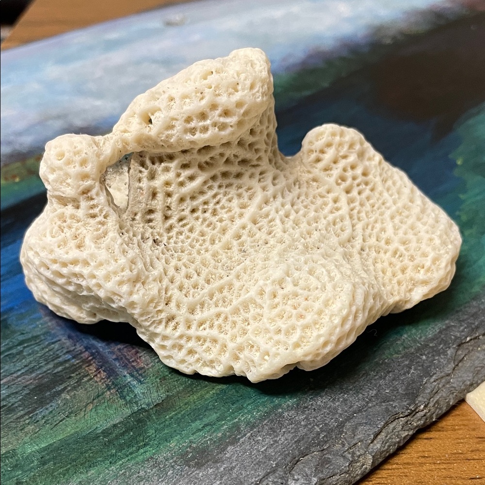 Natural Coral Decor Piece